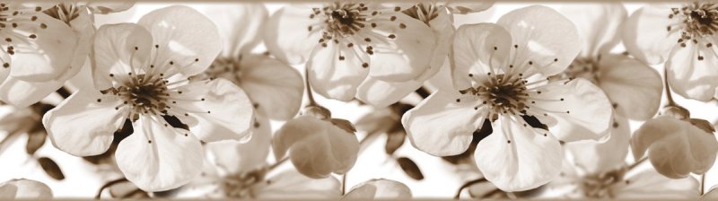 Samolepicí bordura Květy jabloně WB8216 (14 cm x 5 m) / WB 8216 Apple blossom dekorativní samolepicí bordury AG Design