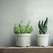 Vliesová tapeta zelený beton, štěrka 88997 / Tapety na zeď Fresh Up (0,53 x 10,05 m) Marburg