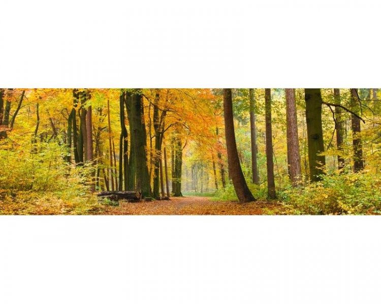 Samolepicí fototapeta na kuchyňskou linku Podzimní les KI180-045 / Fototapety do kuchyně Dimex (180 x 60 cm)