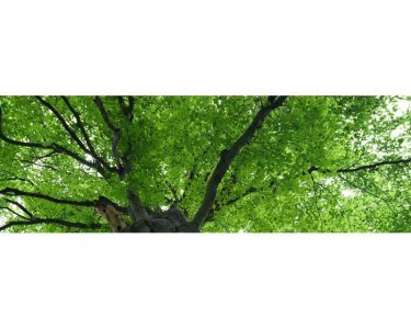 Samolepicí fototapeta na kuchyňskou linku Koruny stromů KI180-046 / Fototapety do kuchyně Dimex (180 x 60 cm)