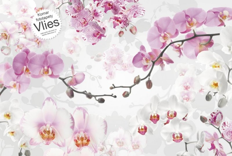 Vliesová fototapeta růžová Orchidej XXL4-032 / Vliesové fototapety na zeď orchidea Allure Komar 4 dílné (368 x 248 cm)