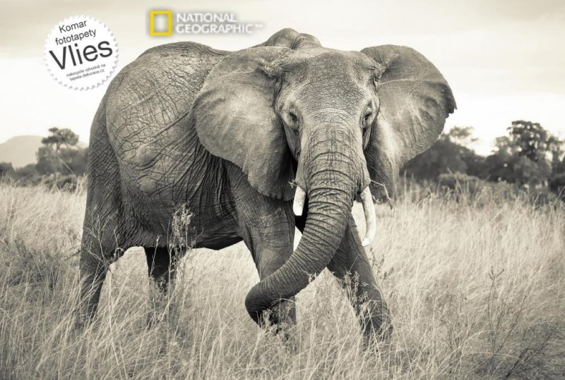 Fototapeta Slon Africký XXL4-529 / Fototapety 4 dílné na zeď Elephant Komar (368 x 248 cm)
