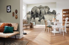 fototapeta komar slon Elefant