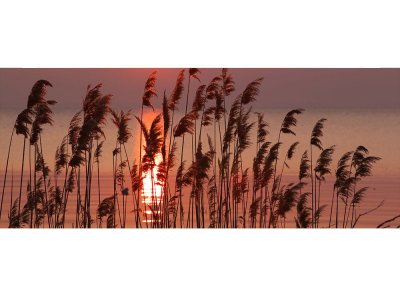 Vliesová fototapeta Rákos na jezeře 375 x 150 cm panoramatická + lepidlo zdarma / MP-2-0089 vliesové fototapety na zeď DIMEX