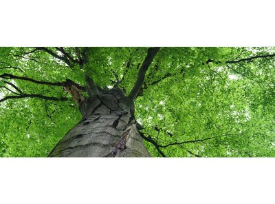 Vliesová fototapeta Koruna stromu 375 x 150 cm panoramatická + lepidlo zdarma / MP-2-0101 vliesové fototapety na zeď DIMEX