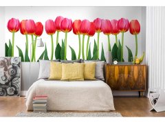 Obrazová tapeta Tulipány - vliesová fototapeta DIMEX LINE