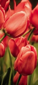 Samolepicí fototapeta na dveře Červené tulipány D057 / Dveřní fototapety Red Tulips (95 x 210 cm) Dimex