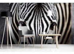 Obrazová tapeta Zebra - vliesová fototapeta DIMEX LINE