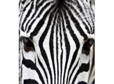 Vliesová fototapeta Zebra 225 x 250 cm + lepidlo zdarma / MS-3-0234 vliesové fototapety na zeď DIMEX