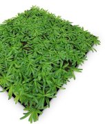 Akustický panel, dokonalá napodobenina živých rostlin na filcovém podkladu, rozměr 52 x 52 cm z kolekce Modular Wall A.S.Création - DD136679