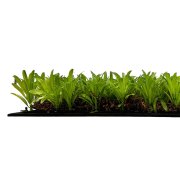 Akustický panel, dokonalá napodobenina živých rostlin na filcovém podkladu, rozměr 52 x 52 cm z kolekce Modular Wall A.S.Création - DD136679