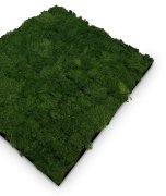Nástěnný akustický panel s pravým mechem v jemné tmavě zelené barvě na filcovém podkladu, rozměr 52 x 52 cm z kolekce Modular Wall A.S.Création - DD136678