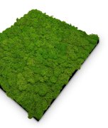 Nástěnný akustický panel s pravým mechem ve světle zelené barvě na filcovém podkladu, rozměr 52 x 52 cm z kolekce Modular Wall A.S.Création - DD136677