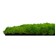 Nástěnný akustický panel s pravým mechem ve světle zelené barvě na filcovém podkladu, rozměr 52 x 52 cm z kolekce Modular Wall A.S.Création - DD136677