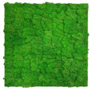 Nástěnný akustický panel s pravým mechem v sytě zelené barvě na filcovém podkladu, rozměr 52 x 52 cm z kolekce Modular Wall A.S.Création - DD136676