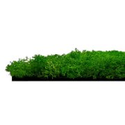 Nástěnný akustický panel s pravým mechem v sytě zelené barvě na filcovém podkladu, rozměr 52 x 52 cm z kolekce Modular Wall A.S.Création - DD136676