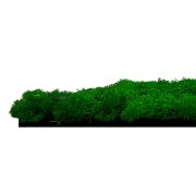 Nástěnný akustický panel s pravým mechem ve svěží zelené barvě na filcovém podkladu, rozměr 52 x 52 cm z kolekce Modular Wall A.S.Création - DD136675