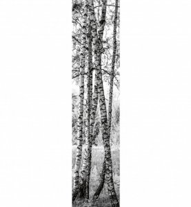 Samolepicí dekorační pás Břízy, březový háj, les 60 x 260 cm / samolepící dekorativní strukturovaná tapeta DS-003 DIMEX