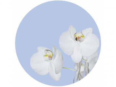 Samolepicí fototapeta Bílá orchidej 70x70 cm CR3200 Orchid on Blue / kruhové samolepicí vliesové dekorace La Form (ø 70 cm) AG Design