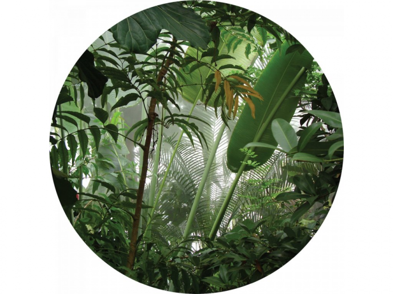 Samolepicí fototapeta Džungle 70x70 cm CR3213 Jungle / kruhové samolepicí vliesové dekorace La Form (ø 70 cm) AG Design