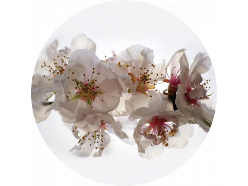 Samolepicí fototapeta Třešňový květ 70x70 cm CR3206 Floating Flowers / kruhové samolepicí vliesové dekorace La Form (ø 70 cm) AG Design
