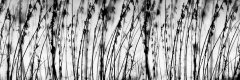 Samolepicí fototapeta na kuchyňskou linku Černobílá tráva KI-180-137 / Fototapety do kuchyně Dimex (180 x 60 cm)