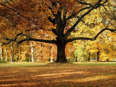 Vliesová fototapeta listnatý strom, podzim v parku FTNXXL2427 / Fototapety 4 dílné na zeď FTNXXL 2427 AG Design (360 x 270 cm)