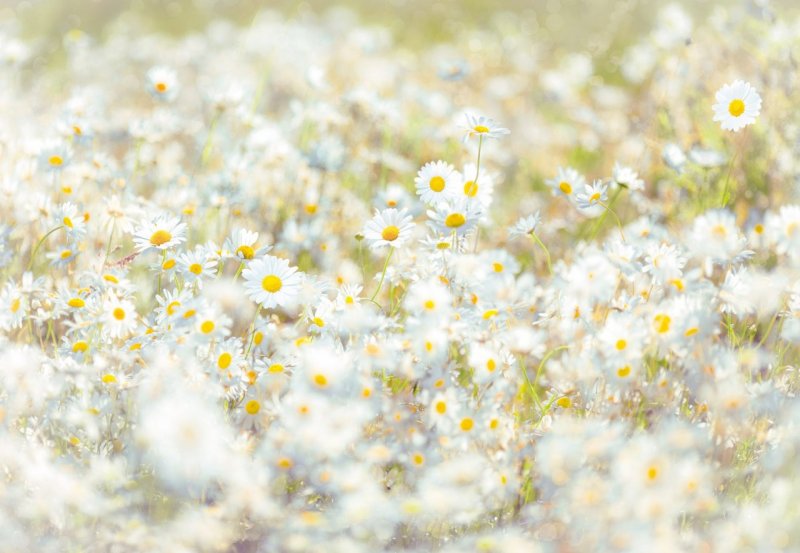 Fototapeta Sedmikrásky Daisies 8-994 / Obrazové tapety a fototapety na zeď Komar (368 x 254 cm)