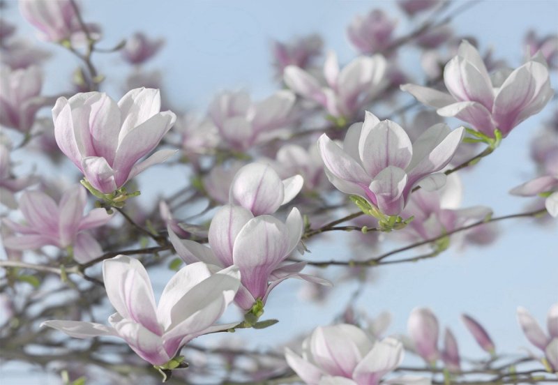 Fototapeta Komar 8 dílná / Fototapety 8 dílné na zeď Magnolia 8-738 (368 x 254 cm)