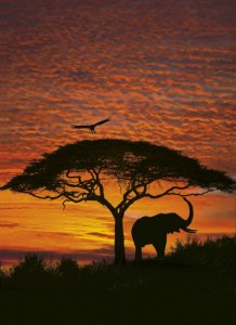 Fototapeta Západ slunce v Africe African Sunset 4-501 National Geographic / Obrazové tapety a fototapety na zeď Komar (194 x 270cm)