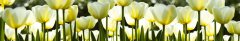 Samolepicí  fototapeta do kuchyně Bílé tulipány KI350-009