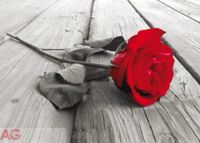 Obrazová vlisová fototapeta červená růže FTNM2619 / Obrazové papírové fototapety na zeď 1 dílné Red Rose FT0819 AG Design (160 x 110 cm)