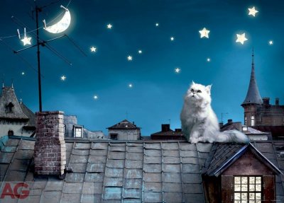 Obrazová vliesová fototapeta kočka na střeše v noci FTNM2606 / Obrazové papírové fototapety na zeď 1 dílné FT0806 AG Design (160 x 110 cm)