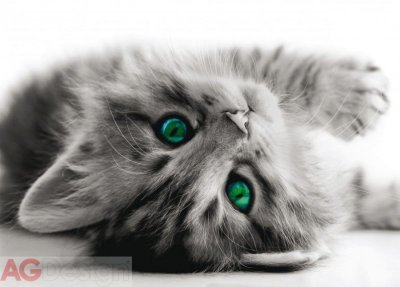 Obrazová vliesová fototapeta kotě, kočka FTNM2605 / Obrazové papírové fototapety na zeď 1 dílné FT0805 AG Design (160 x 110 cm)