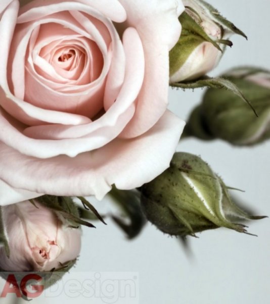 Vliesová fototapeta růžová růže FTNXL-2506 / Vliesové fototapety 2 dílné na zeď  Rose (180 x 202 cm) AG Design