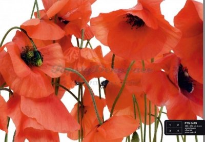 Fototapeta na zeď (360 x 254 cm) Poppies FTS0479 AG Design