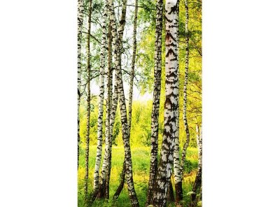 Vliesová fototapeta Březový les 150 x 250 cm + lepidlo zdarma / MS-2-0094 vliesové fototapety na zeď DIMEX