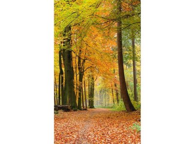 Vliesová fototapeta Podzimní les 150 x 250 cm + lepidlo zdarma / MS-2-0099 vliesové fototapety na zeď DIMEX