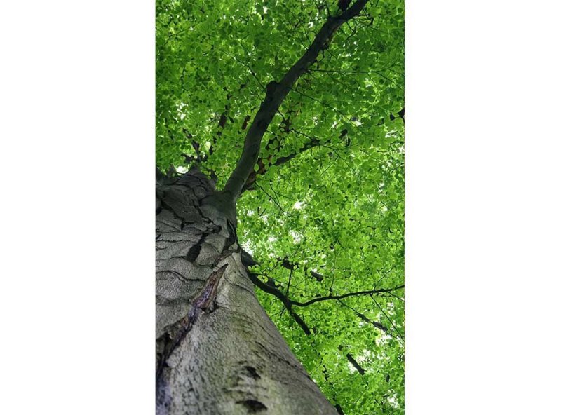 Vliesová fototapeta Koruna stromu 150 x 250 cm + lepidlo zdarma / MS-2-0101 vliesové fototapety na zeď DIMEX