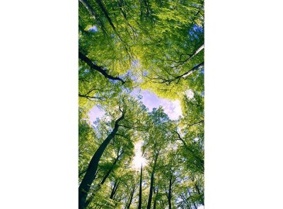 Vliesová fototapeta Stromy v oblacích 150 x 250 cm + lepidlo zdarma / MS-2-0104 vliesové fototapety na zeď DIMEX