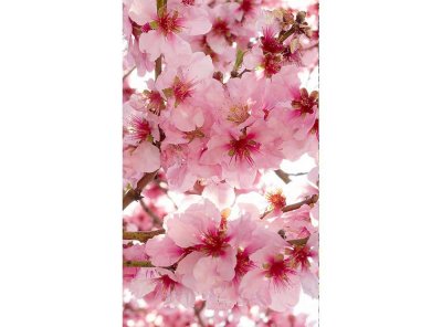 Vliesová fototapeta Květy jabloní 150 x 250 cm + lepidlo zdarma / MS-2-0108 vliesové fototapety na zeď DIMEX