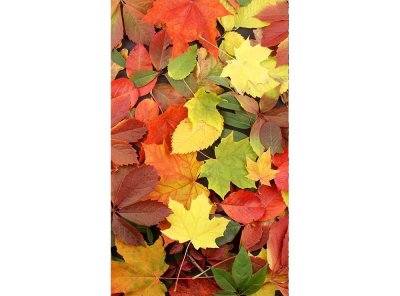 Vliesová fototapeta Pestrobarevné listí 150 x 250 cm + lepidlo zdarma / MS-2-0115 vliesové fototapety na zeď DIMEX