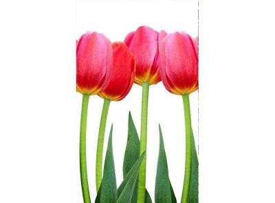 Vliesová fototapeta Tulipány 150 x 250 cm + lepidlo zdarma / MS-2-0126 vliesové fototapety na zeď DIMEX