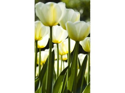 Vliesová fototapeta Bílé tulipány 150 x 250 cm + lepidlo zdarma / MS-2-0127 vliesové fototapety na zeď DIMEX