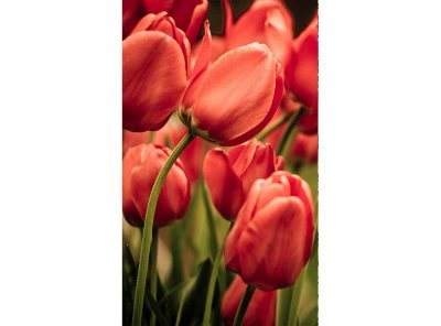 Vliesová fototapeta Červené tulipány 150 x 250 cm + lepidlo zdarma / MS-2-0128 vliesové fototapety na zeď DIMEX