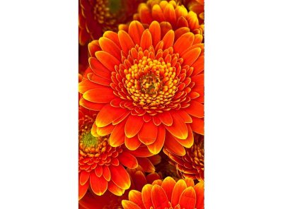 Vliesová fototapeta Gerbera 150 x 250 cm + lepidlo zdarma / MS-2-0131 vliesové fototapety na zeď DIMEX