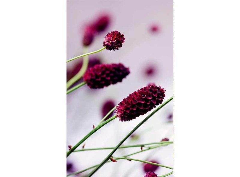 Vliesová fototapeta Fialová květina 150 x 250 cm + lepidlo zdarma / MS-2-0141 vliesové fototapety na zeď DIMEX