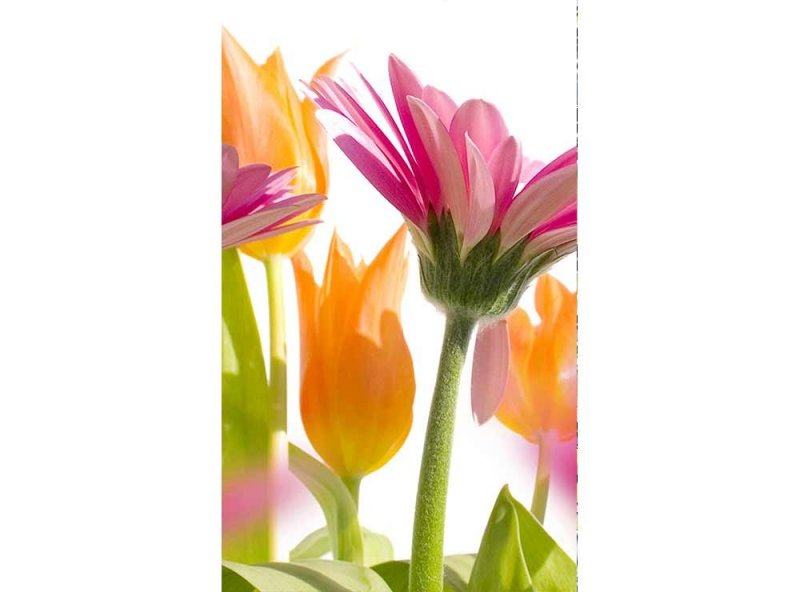 Vliesová fototapeta Jarní květiny 150 x 250 cm + lepidlo zdarma / MS-2-0142 vliesové fototapety na zeď DIMEX