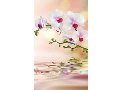 Vliesová fototapeta Bílá orchidej 150 x 250 cm + lepidlo zdarma / MS-2-0147 vliesové fototapety na zeď DIMEX