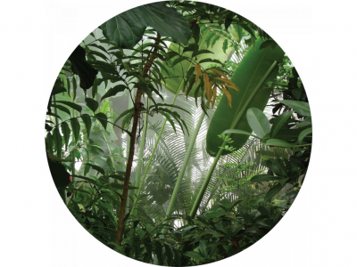 Samolepicí fototapeta Džungle 140x140 cm CR3313 Jungle / kruhové samolepicí vliesové dekorace La Form (ø 140 cm) AG Design